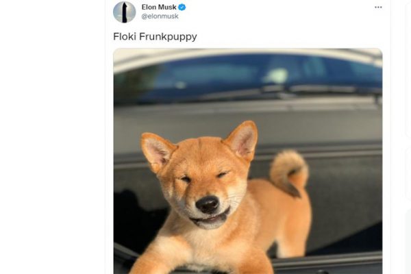 Chó Shiba inu của tỷ phú Elon Musk