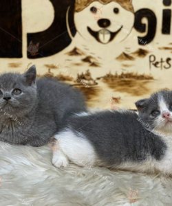2 mèo Aln, mèo Scottish Fold bicolor, xám xanh 2 tháng tuổi