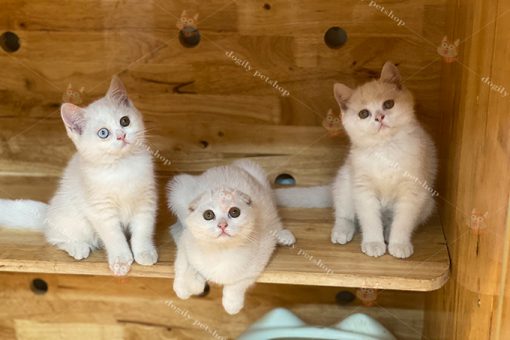 Đàn 3 mèo Anh lông ngắn màu trắng 2 màu mắt 2 tháng tuổi