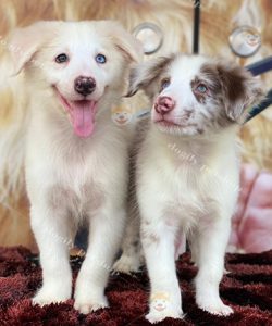 Đôi chó Border Collie màu vàng và lilac merle 2 màu mắt 3 tháng tuổi