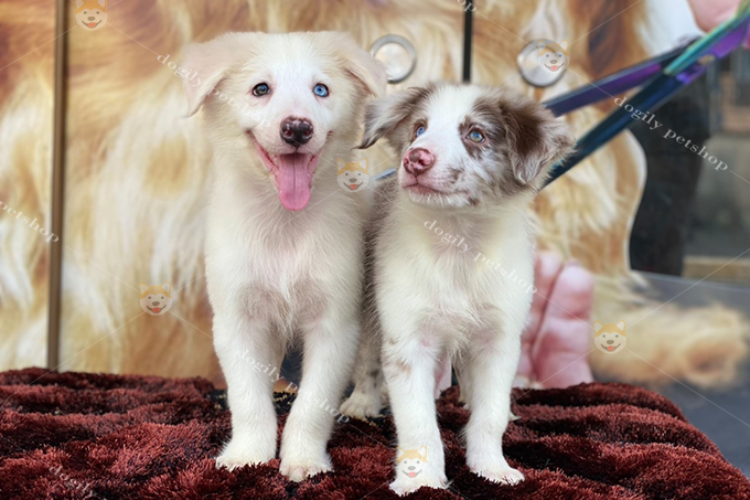 Đôi chó Border Collie màu vàng và lilac merle 2 màu mắt 3 tháng tuổi