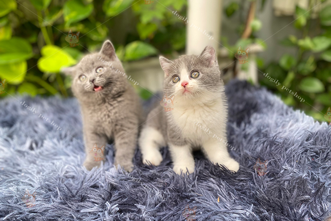 Đôi mèo Anh lông ngắn con màu xám xanh và bicolor 2 tháng tuổi