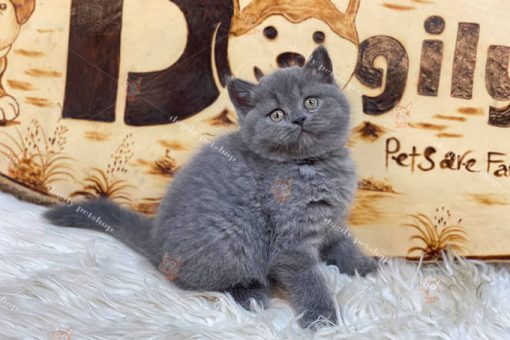 Mèo Anh lông ngắn màu xám xanh thuần chủng 2 tháng tuổi tại Dogily Petshop