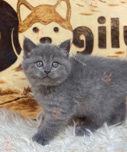 Mèo Anh lông ngắn màu xám xanh thuần chủng 2 tháng tuổi tại Dogily Petshop