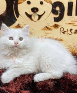 Mèo Anh lông dài trắng thuầ nchunrg giới tính cái 2 tháng tuổi tại Dogily Petshop