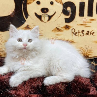 Mèo Anh lông dài trắng thuầ nchunrg giới tính cái 2 tháng tuổi tại Dogily Petshop