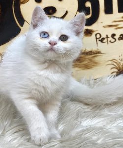 Mèo Anh lông ngắn màu trắng 2 màu mắt hai tháng tuổi