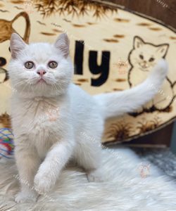 Mèo Anh lông ngắn màu trắng 2 tháng tuổi