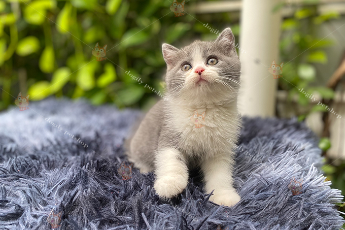 Mèo Anh lông ngắn aln màu bicolor 2 tháng tuổi