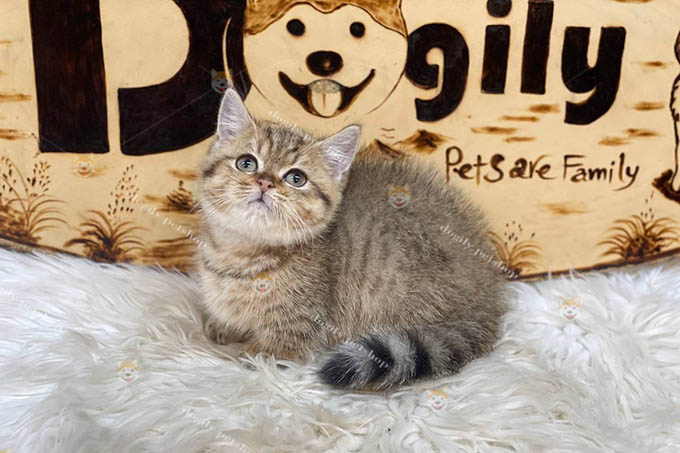 Mèo Munchkin chân ngắn màu Golden tabby giới tính đực tại Dogily Petshop