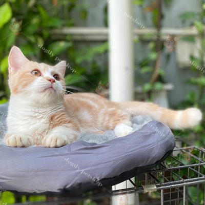 Mèo munchkin chân ngắn red tabby bicolor 2,5 tháng tuổi