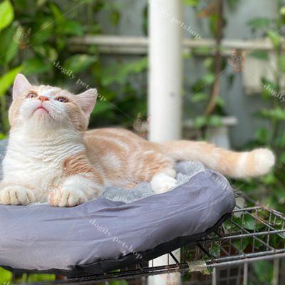 Mèo Munchkin red tabby bicolor