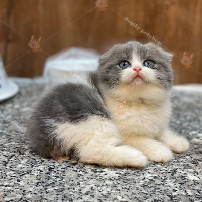 Mèo tai cụp Scottish Fold màu bicolor 2 tháng tuổi