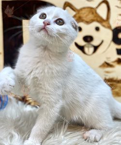 Mèo Scottish Fold tai cụp màu trắng 2 tháng tuổi