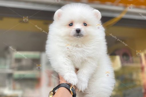 Chó Phốc Sóc Pomeranian màu trắng thuần chủng 2 tháng tuổi giới tính đực tại Dogily Petshop