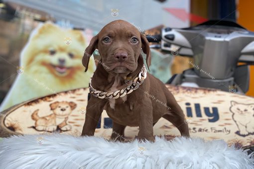 Chó Pitbull màu nâu chocolate