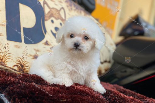 Poodle trắng giới tính cái 2 tháng tuổi tại Dogily Petshop