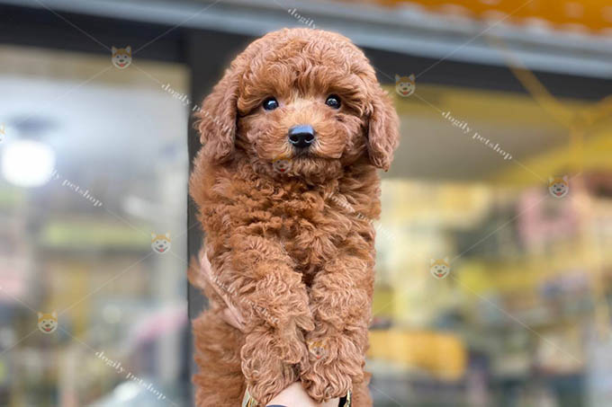 chó Poodle nâu đỏ giới tính đực 2 tháng tuổi tại Dogily Petshop