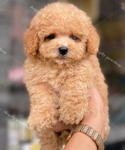 Chó Poodle vàng giới tính cái 2 tháng tuổi tại Dogily Petshop