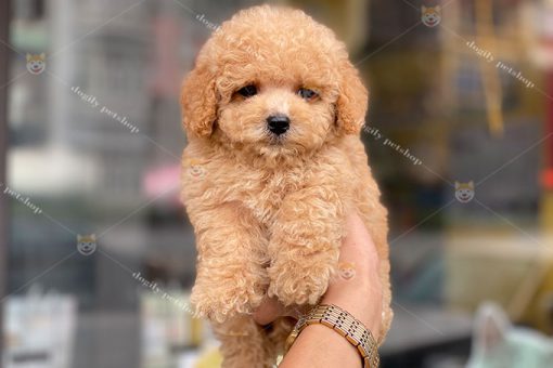 Chó Poodle vàng giới tính cái 2 tháng tuổi tại Dogily Petshop