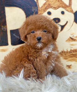 Poodle tiny màu nâu đỏ 2 tháng tuổi tại Dogily Petshop