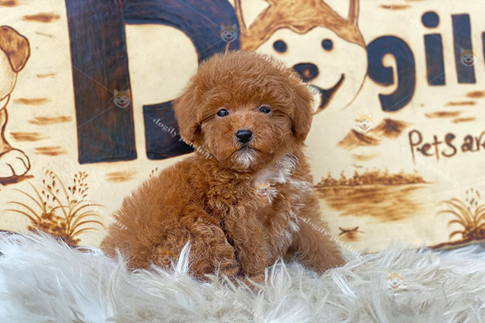 Poodle tiny màu nâu đỏ 2 tháng tuổi tại Dogily Petshop