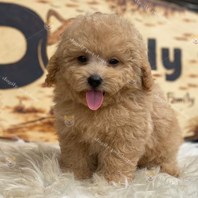 Chó Poodle vàng giới tính đực 2 tháng tuổi tại Dogily Petshop