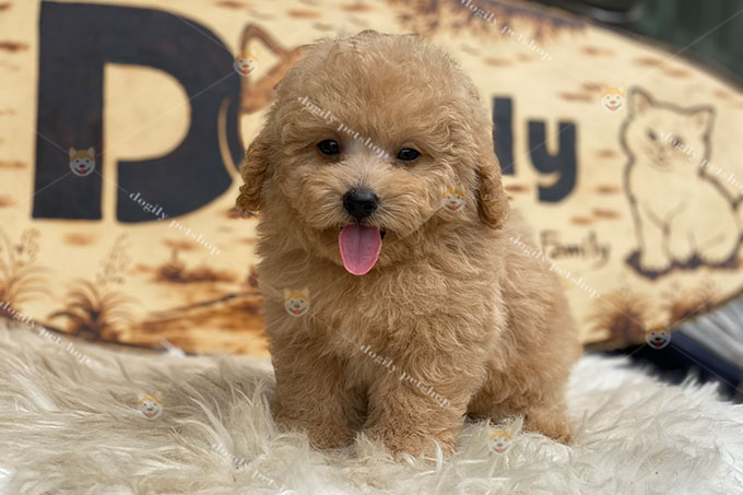 Chó Poodle vàng giới tính đực 2 tháng tuổi tại Dogily Petshop