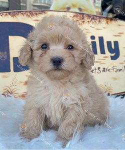 Chó Poodle vàng mơ 2 tháng tuổi tại Dogily Petshop