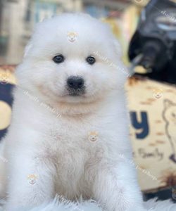 chó Samoyed trắng giới tính đực 2 tháng tuổi tại Dogily Petshop