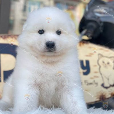 chó Samoyed trắng giới tính đực 2 tháng tuổi tại Dogily Petshop