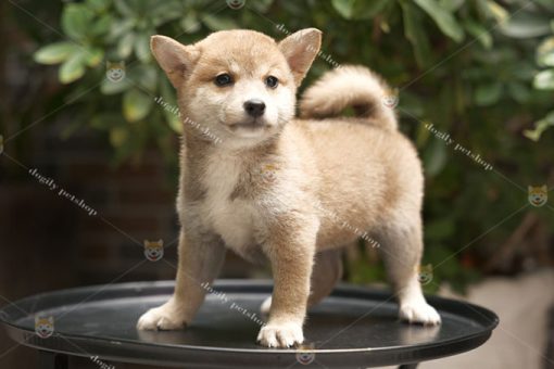 Chó Shiba inu thuần chủng tại Dogily Petshop