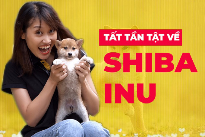 Video tất tần tật về giống chó Shiba Inu Nhật Bản