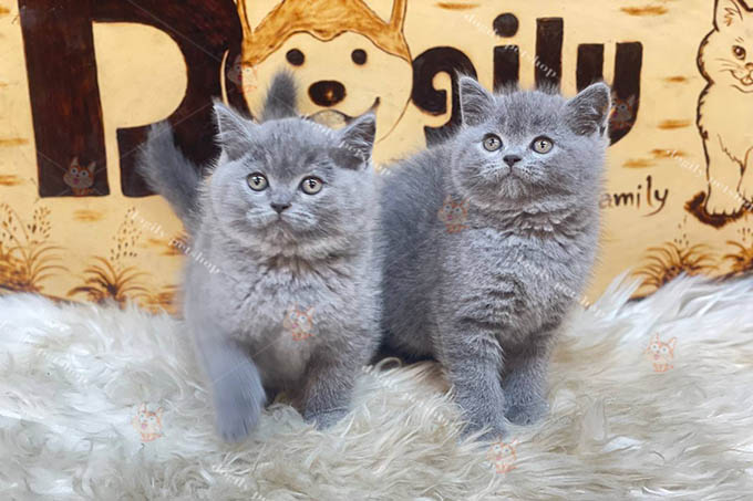 Đôi mèo Anh lông ngắn thuần chủng màu xám xanh