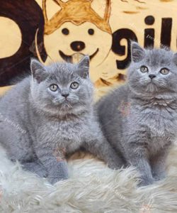 Mèo Anh lông ngắn thuần chủng màu xám xanh 2 tháng tuổi tại Dogily Petshop