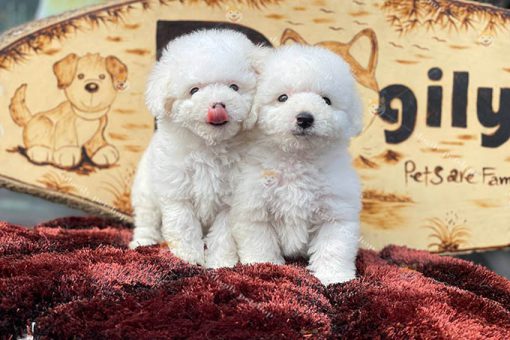Chó Poodle Tiny thuần chủng màu trắng 2 tháng tuổi bán tại Dogily Petshop
