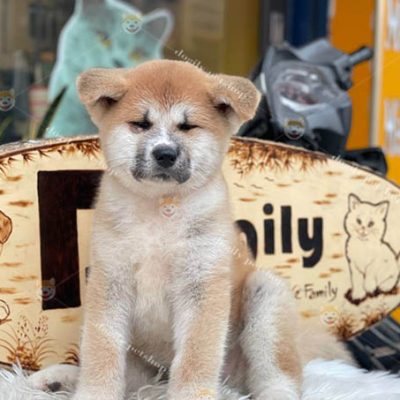 Chó Akita Inu thuần chủng đang bán tại Dogily Petshop