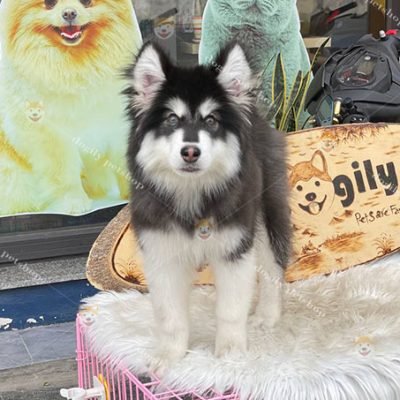 Bạn có thể hoàn toàn yên tâm về tiêu chuẩn chó Alaska nhập khẩu. Toàn bộ chó nhập về Việt Nam đều có giấy FCI, hộ chiếu, sổ sức khỏe đầy đủ