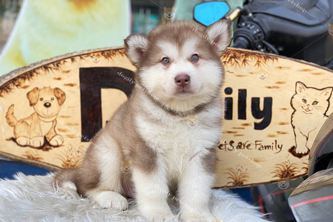 Chó Alaska màu hồng phấn 2 tháng tuổi đang bán tại Dogily Petshop