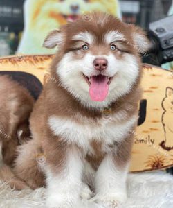 Chó Alaska Malamute màu nâu đỏ thuần chủng đang bán tại Dogily Petshop.