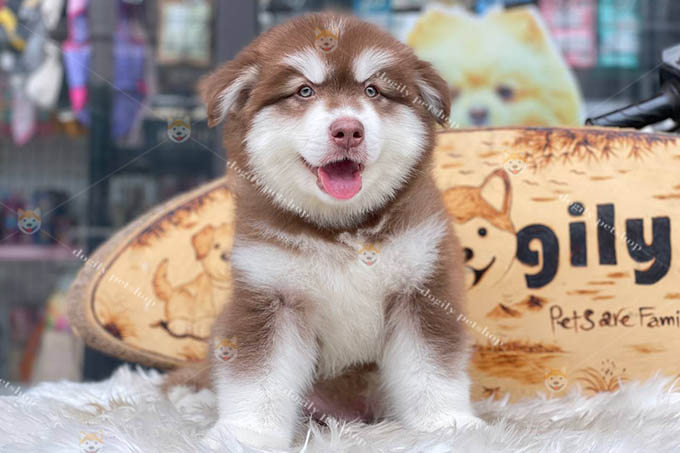 Chó Alaska Malamute màu nâu đỏ thuần chủng đang bán tại Dogily Petshop.