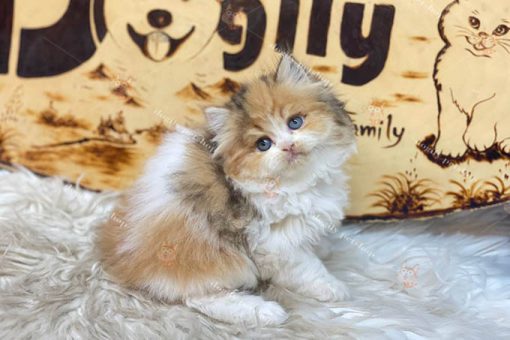 Mèo Anh lông dài tam thể giới tính cái thuần chủng 2 tháng tuổi đang bán tại Dogily Petshop
