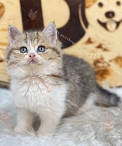 Mèo Anh lông ngắn Golden shaded bicolor 2 tháng mắt xanh mũi hồng cực xinh bán tại Dogily Petshop