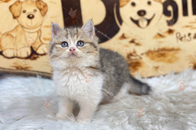 Mèo Anh lông ngắn Golden shaded bicolor 2 tháng mắt xanh mũi hồng cực xinh bán tại Dogily Petshop