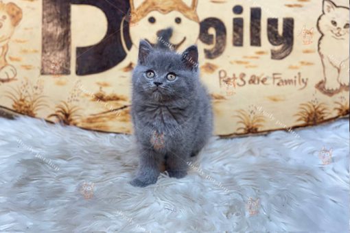 Mèo Anh lông ngắn Aln màu xám xanh 2 tháng tuổi thuần chủng tại Dogily Petshop