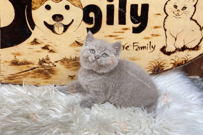 Mèo Anh lông ngắn lilac thuần chủng 2 tháng tuổi tại Dogily Petshop