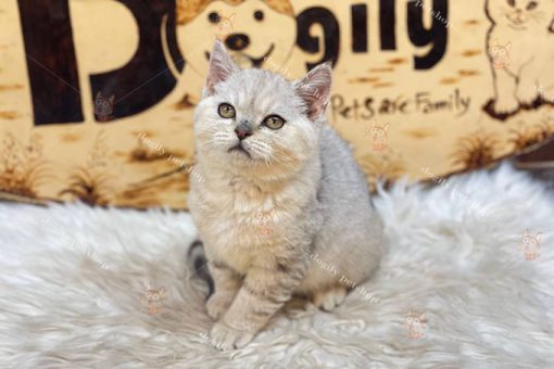 Mèo Anh lông ngắn Aln màu silver thuần chủng 2 tháng tuổi bán tại Dogily Petshop