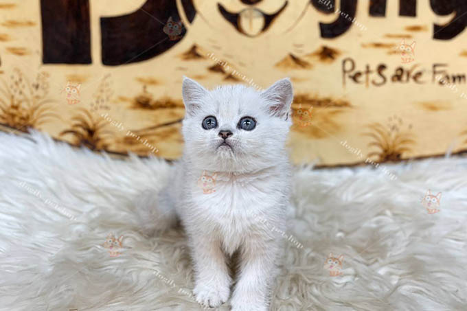 Mèo Anh lông ngắn Aln thuần chủng 2 tháng tuổi màu silver shaded bán tại Dogily Petshop