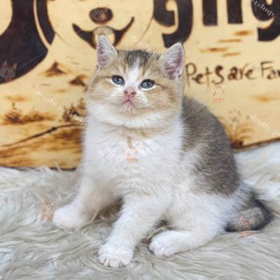 Mèo Anh lông ngắn Bicolor 2 tháng mắt xanh mũi hồng mặt bánh bao đáng yêu bán tại Dogily Petshop