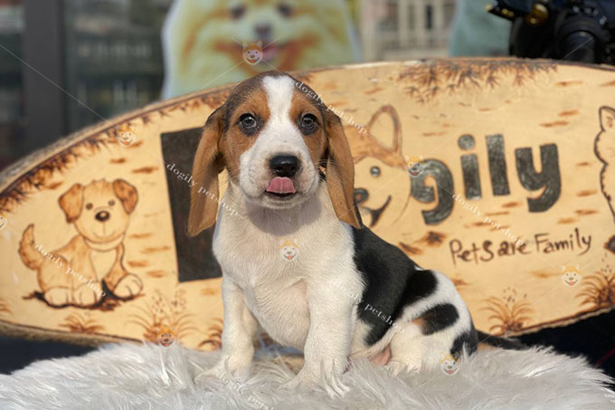 Chó Beagle đực thuần chủng sinh tại Việt Nam
